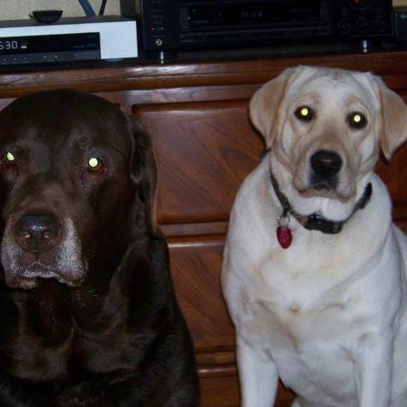 Meet your Posher, Diana - Picture 1 of 1